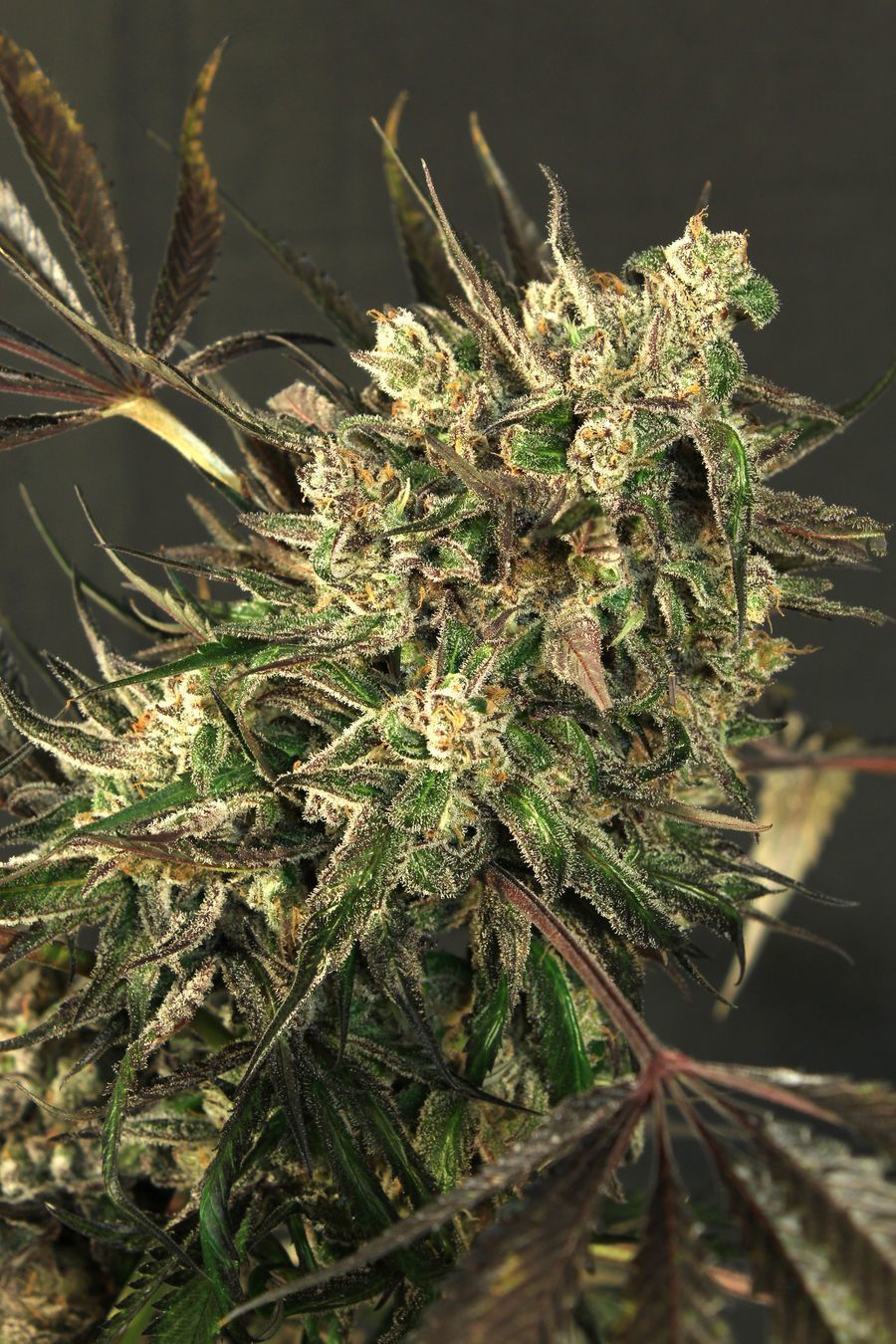 Exotic Seed - Exotic Colours (fem.)