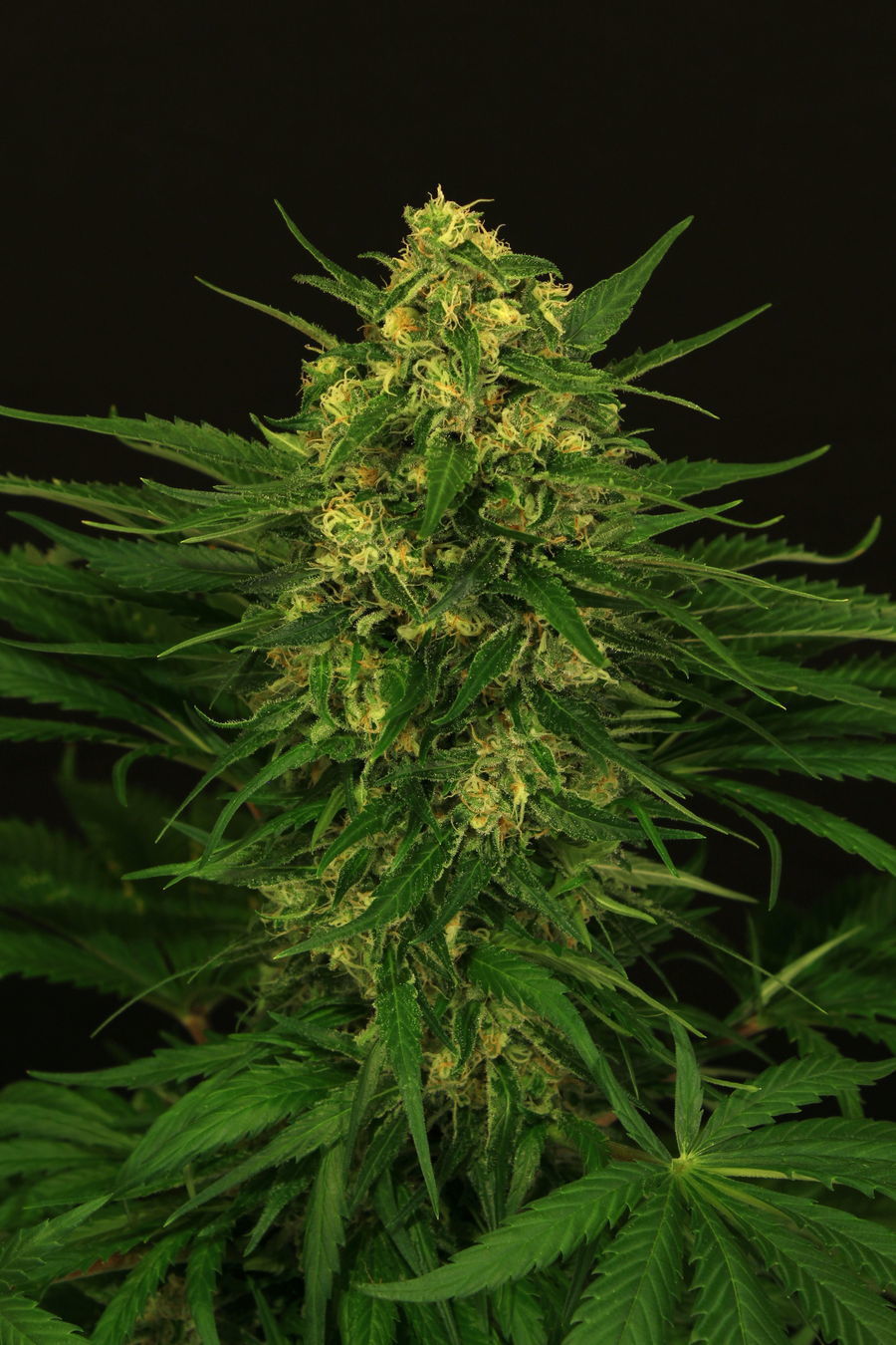 Exotic Seed - Exotic Thai (fem.)