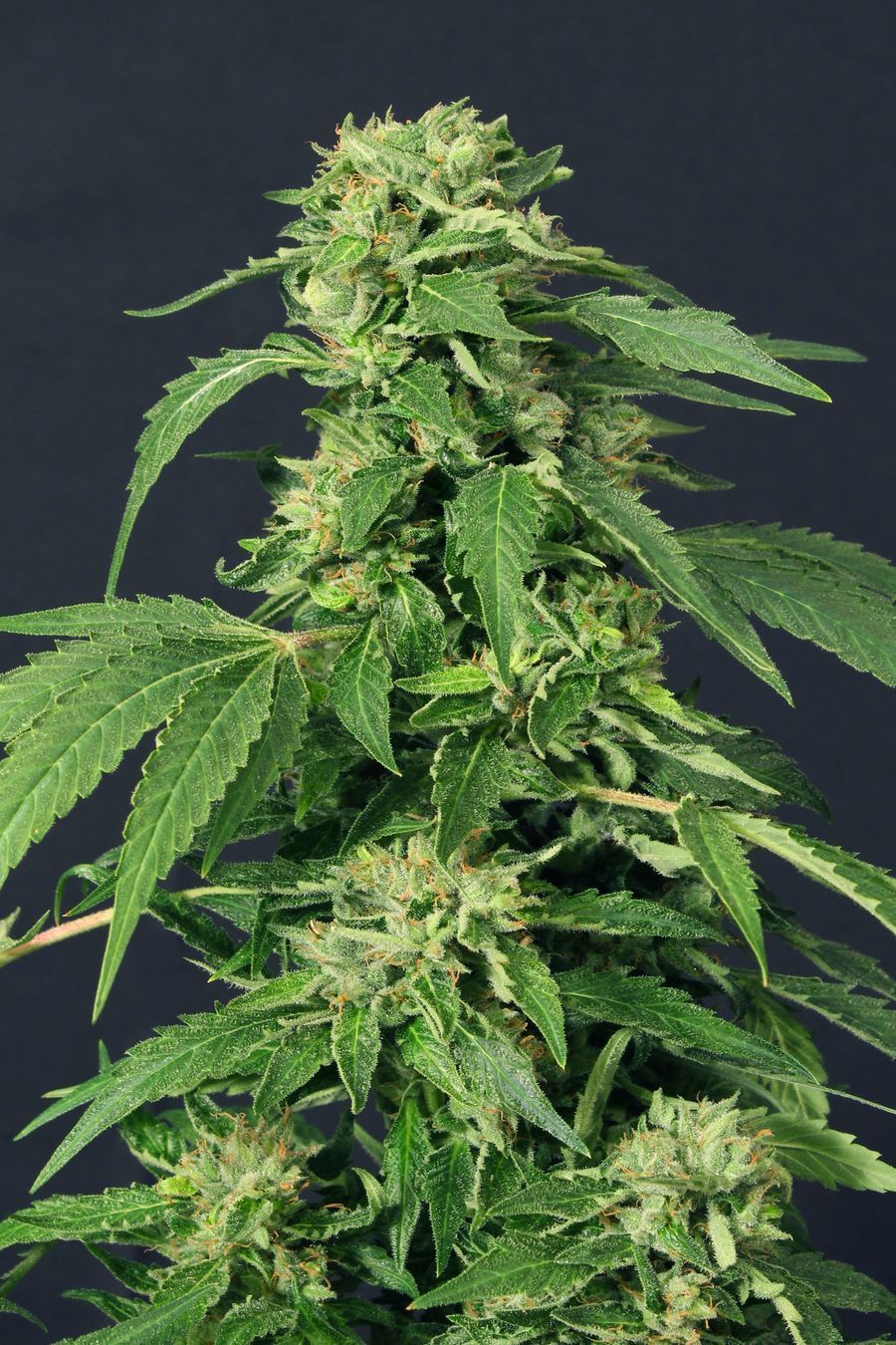 Exotic Seed - Exotic Thai (fem.)