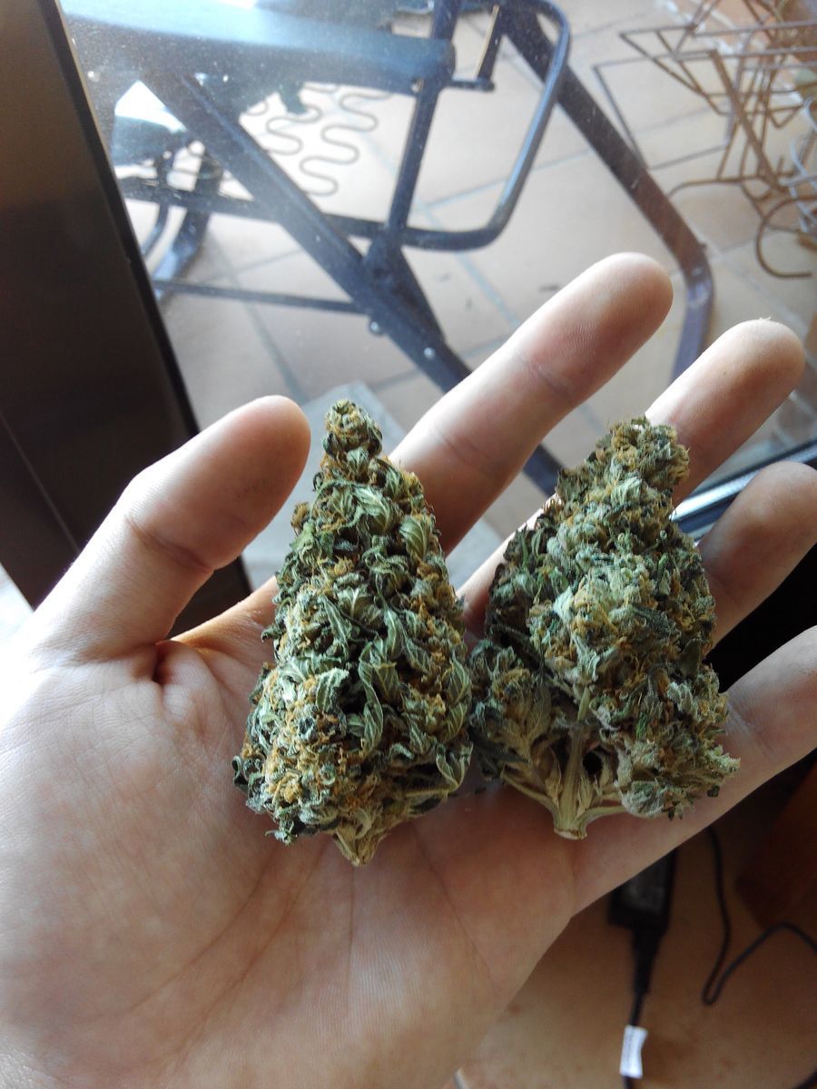 Exotic Seed - Exotic Thai (fem.)