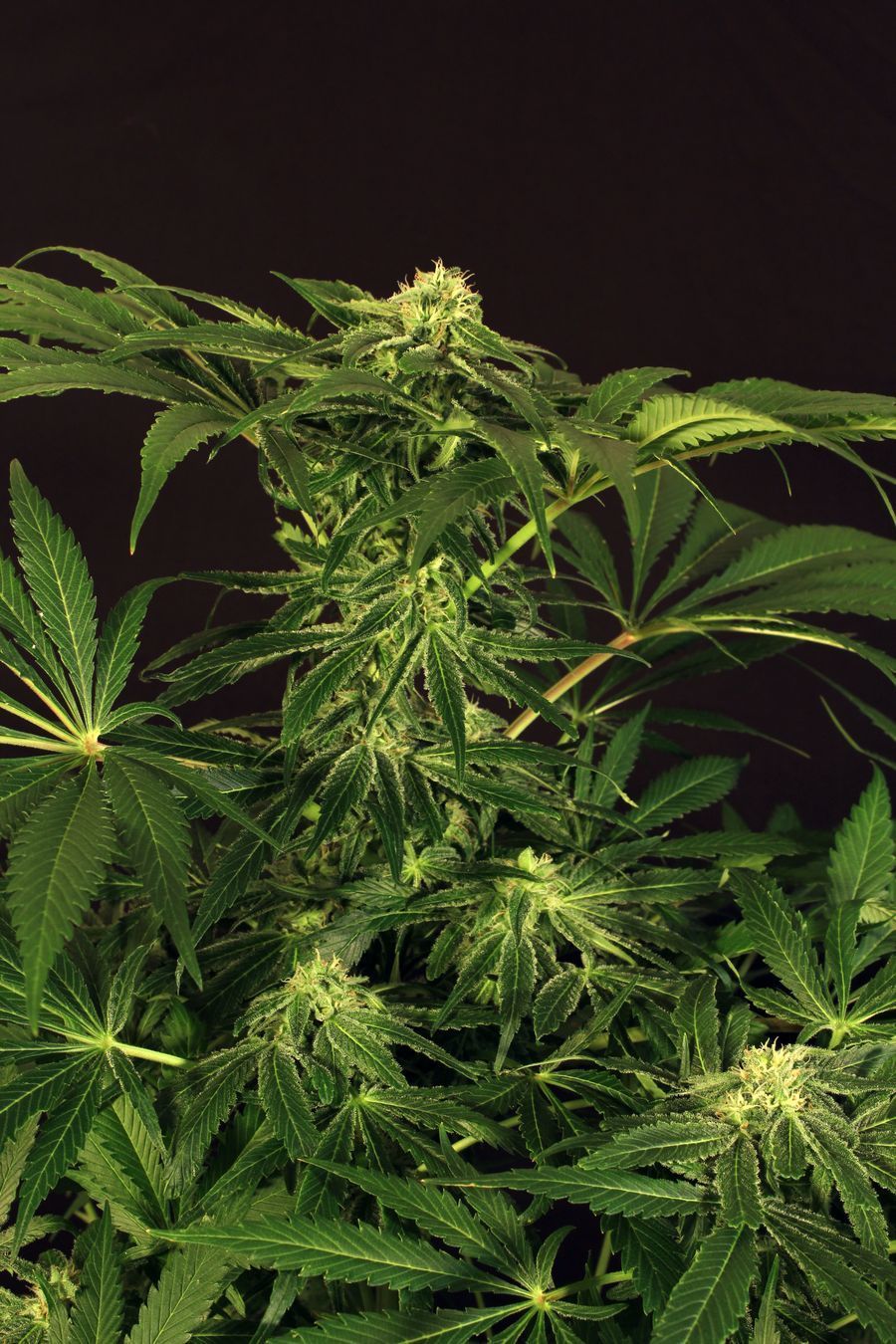 Exotic Seed - Green Gummy (fem.)