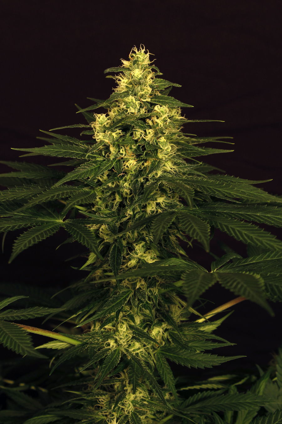 Exotic Seed - Lemon Candy (fem.)