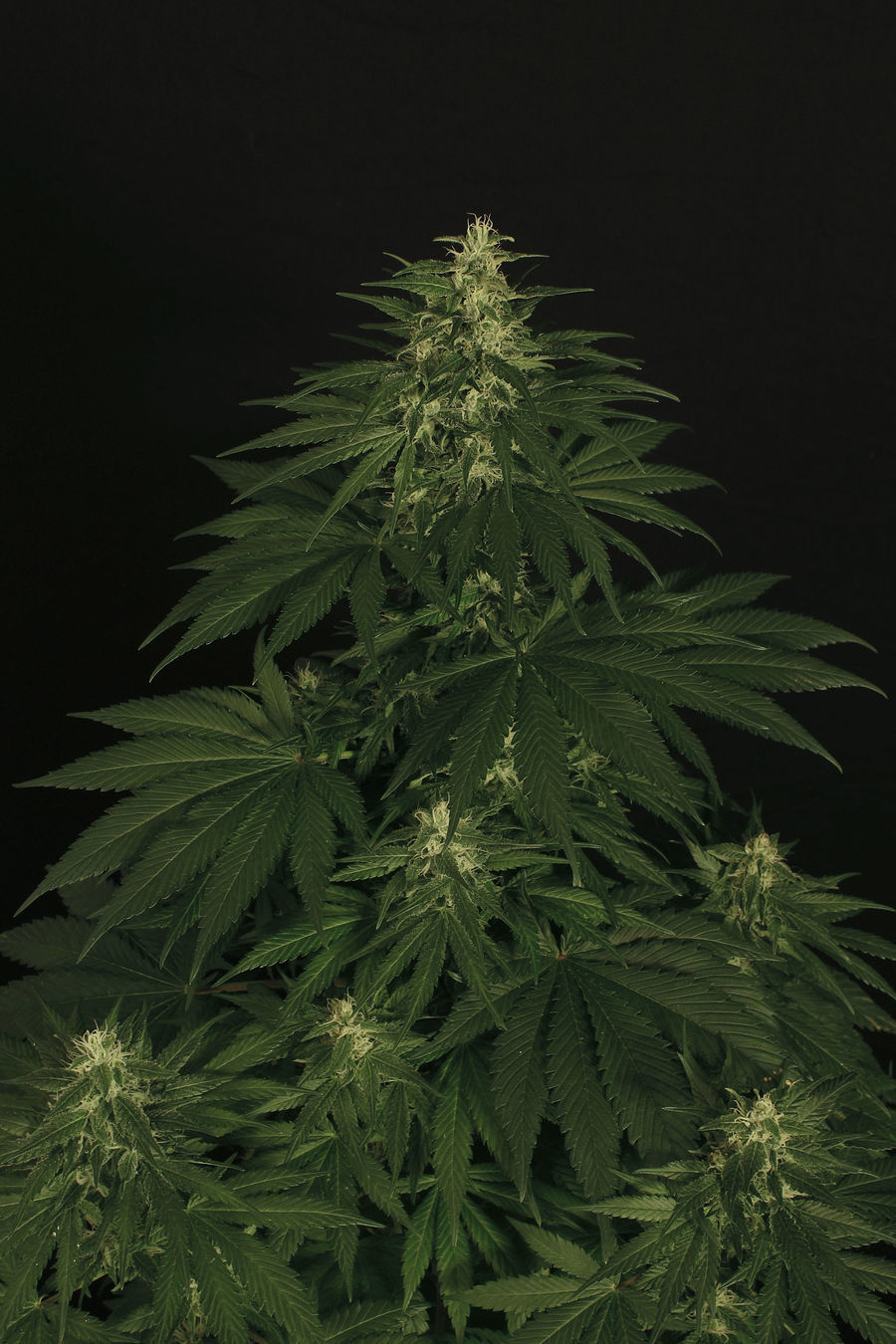 Exotic Seed - Lemon Candy (fem.)