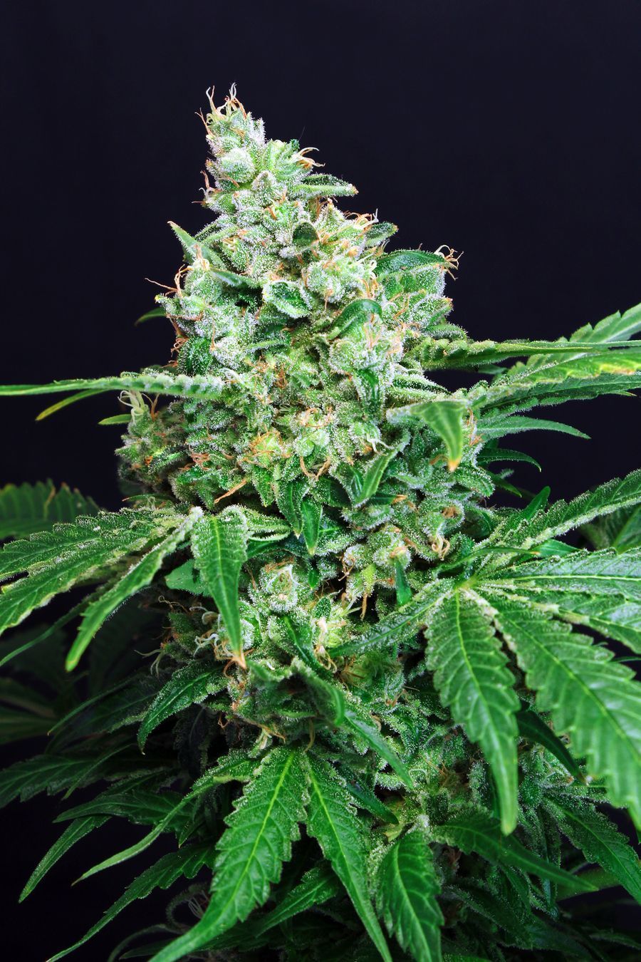 Exotic Seed - Sir Jack (fem.)