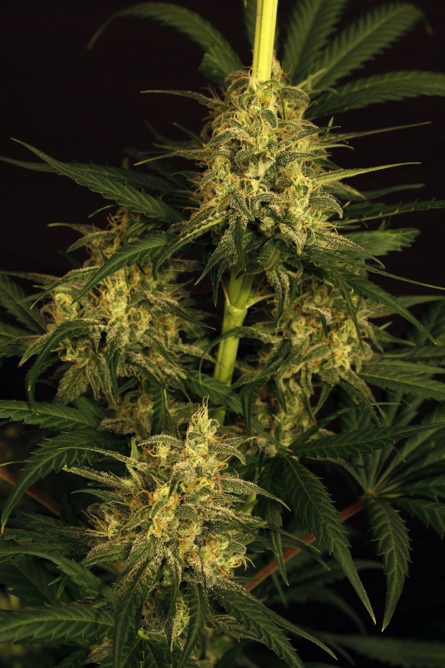 Exotic Seed - Spicy Bitch (fem.)