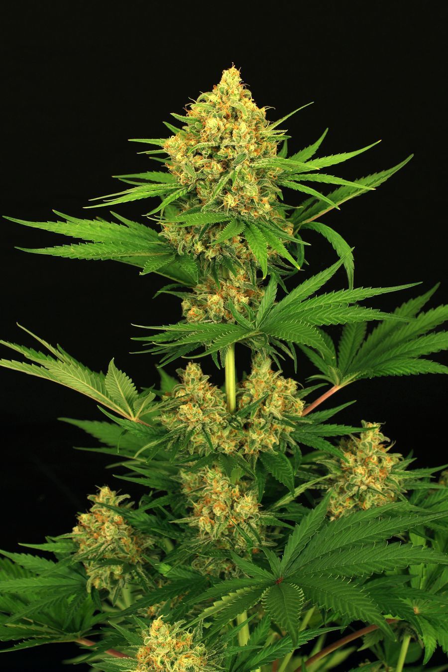 Exotic Seed - Tangerine Kush (fem.)