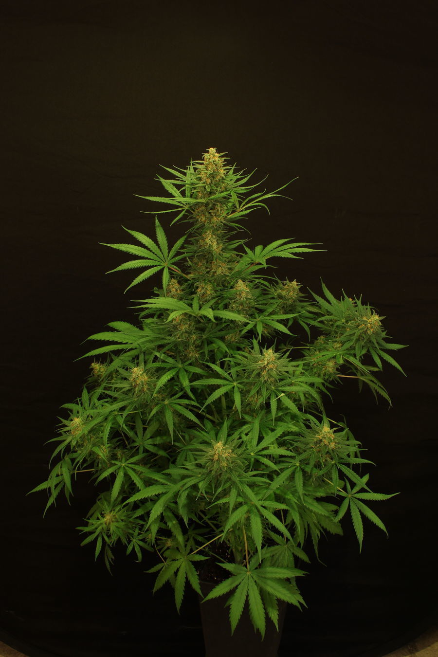 Exotic Seed - Tangerine Kush (fem.)