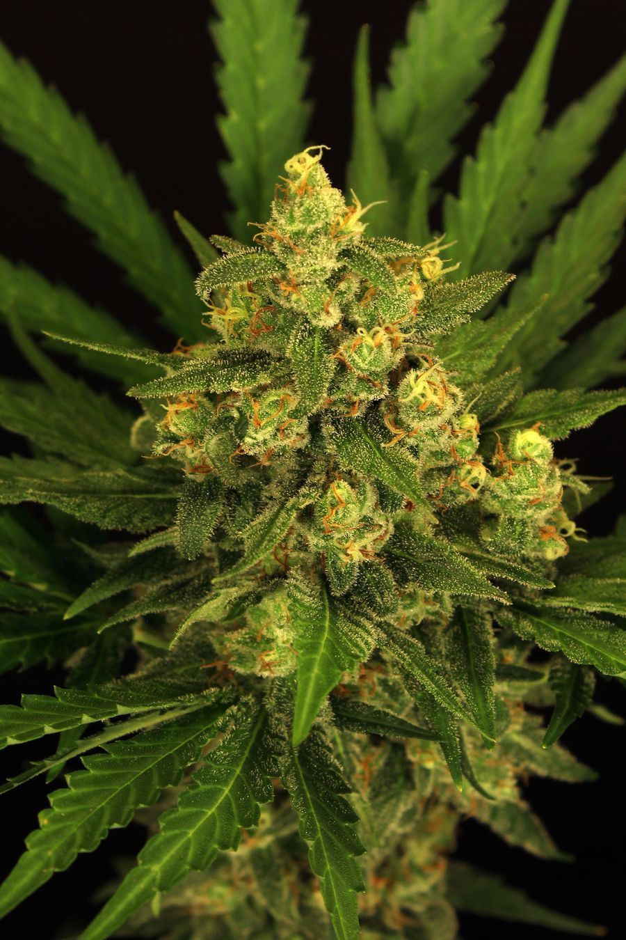 Exotic Seed - Tangerine Kush (fem.)