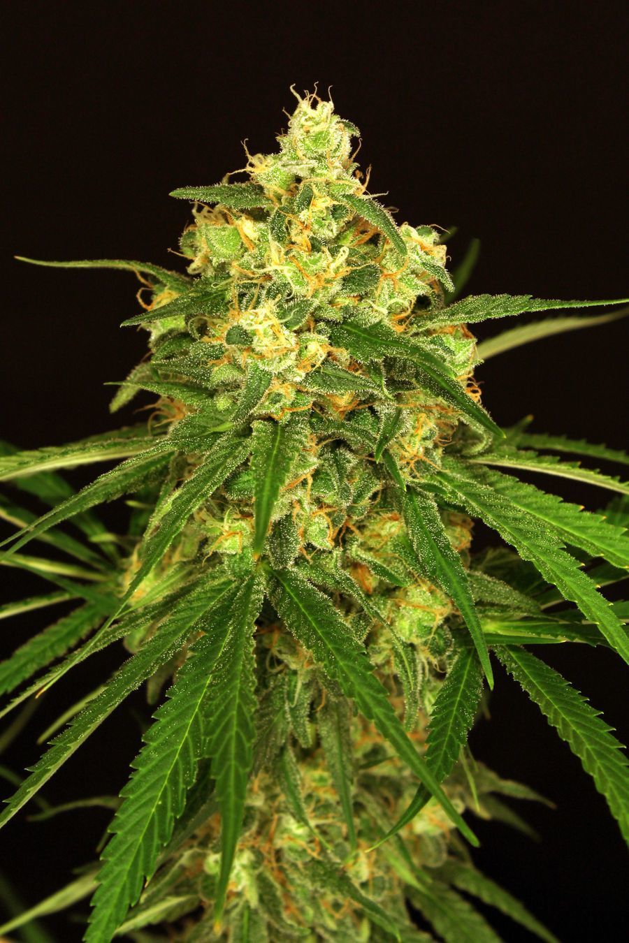 Exotic Seed - Tangerine Kush (fem.)