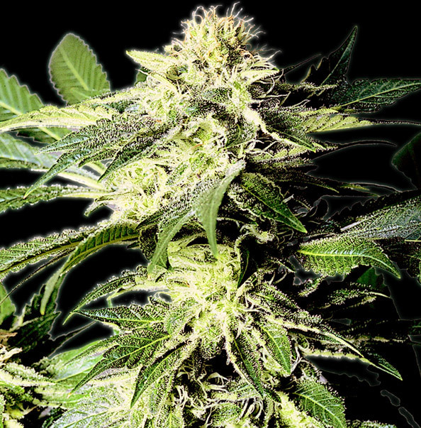 The Bulldog Seeds - The Bulldog Skunk (fem.)