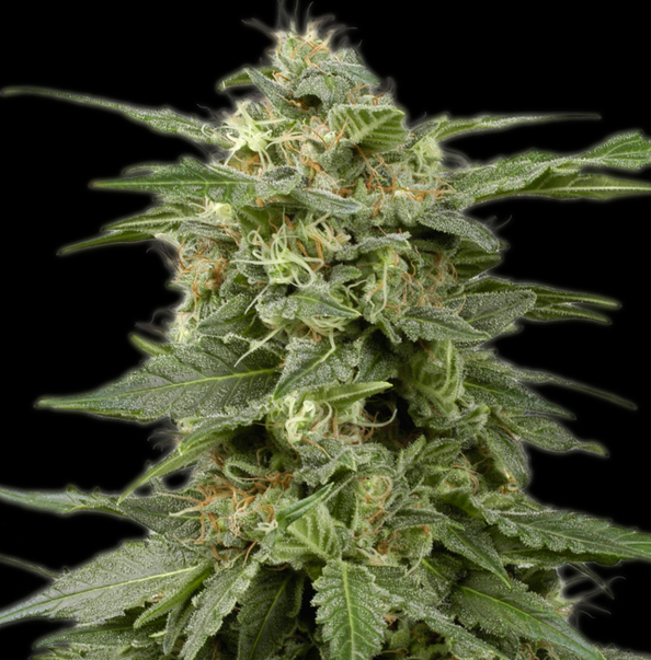 The Bulldog Seeds - White Widow (reg.)