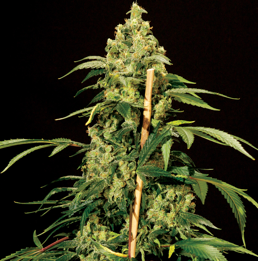 The Bulldog Seeds - Jack Herer (fem.)