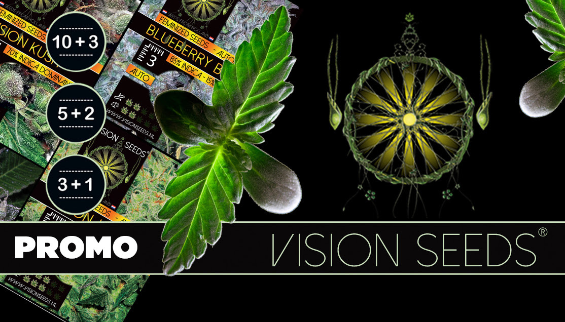 Vision Seeds - AK-49 (fem.)