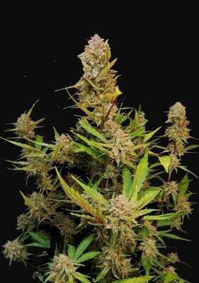 FastBuds - Apricot Auto (auto/fem.) 09104