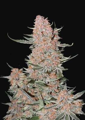 FastBuds - Ztrawberriez Auto (auto/fem.) 09107
