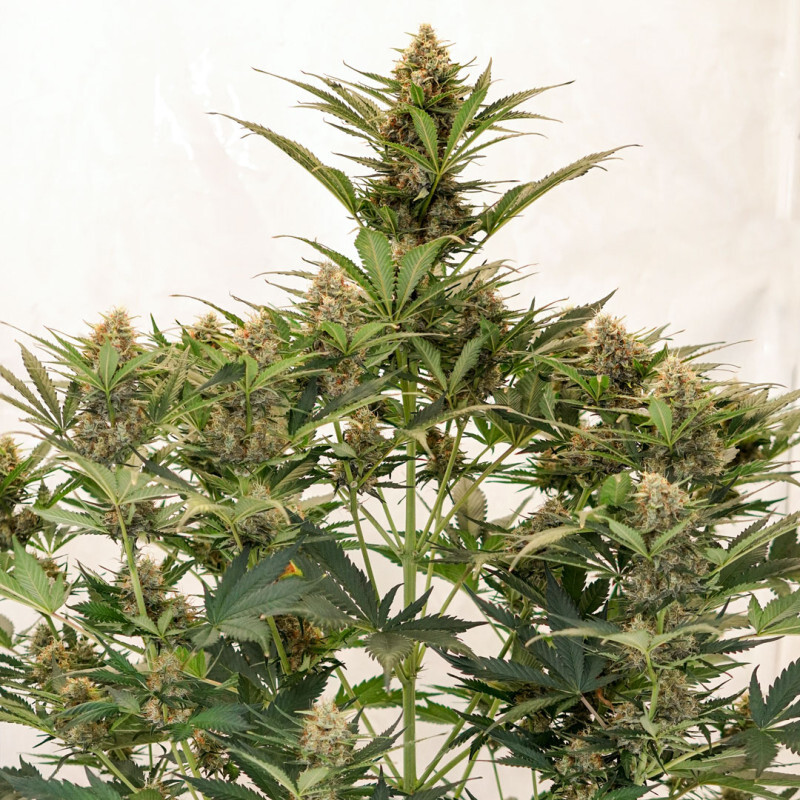 Dutch Passion - Auto MAC #1 (auto/fem.)