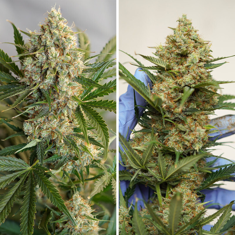 Dutch Passion - Auto MAC #1 (auto/fem.)
