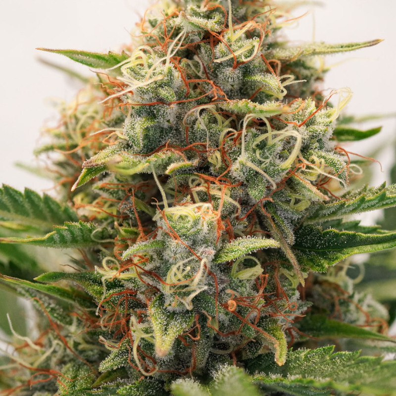 Dutch Passion - Auto MAC #1 (auto/fem.)