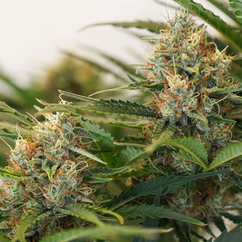 Dutch Passion - Auto MAC #1 (auto/fem.)
