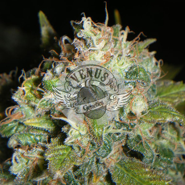 Venus Genetics Seeds - Kritical Max (fem.)
