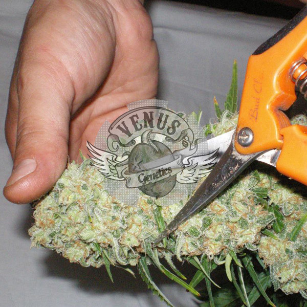 Venus Genetics Seeds - Viuda Blanca (fem.)
