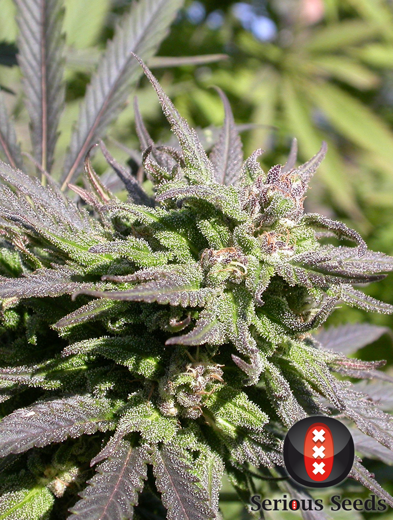 Serious Seeds - Biddy Early (reg.)