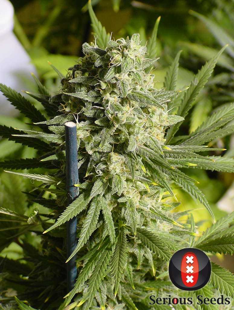 Serious Seeds - Double Dutch (reg.)