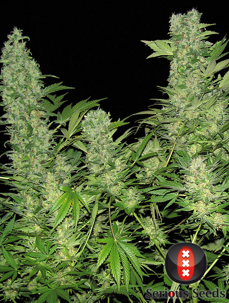Serious Seeds - Double Dutch (reg.)