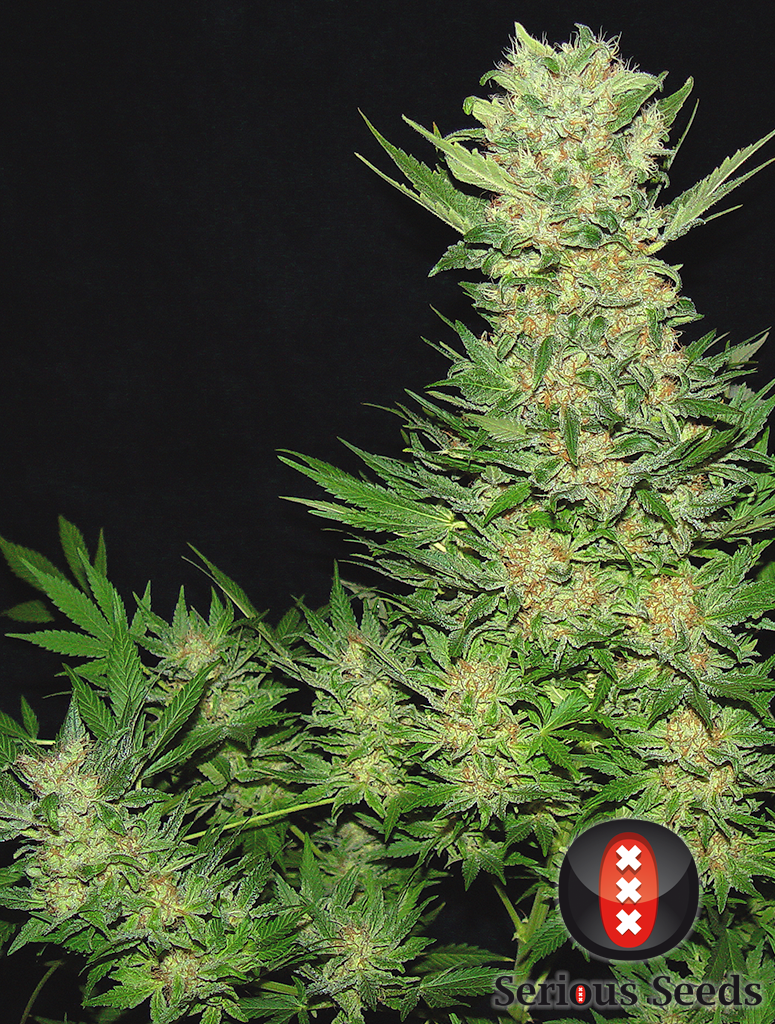 Serious Seeds - Double Dutch (reg.)