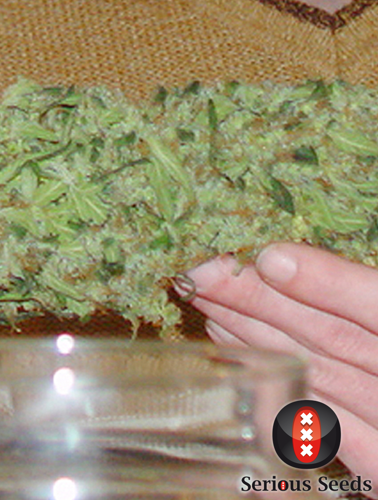 Serious Seeds - Double Dutch (reg.)