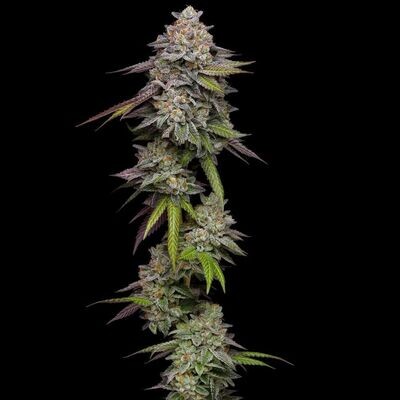 Compound Genetics - Double Stack (fem.) 09124