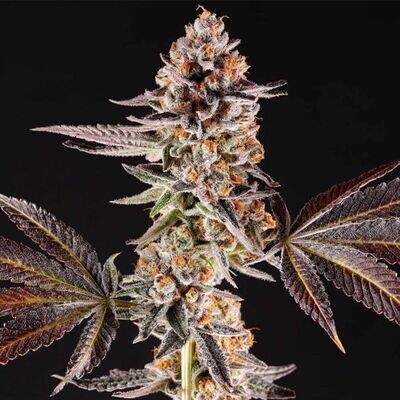 Compound Genetics - La Bomba (fem.) 09121