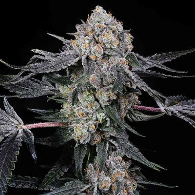 Compound Genetics - High Society (fem.) 09123