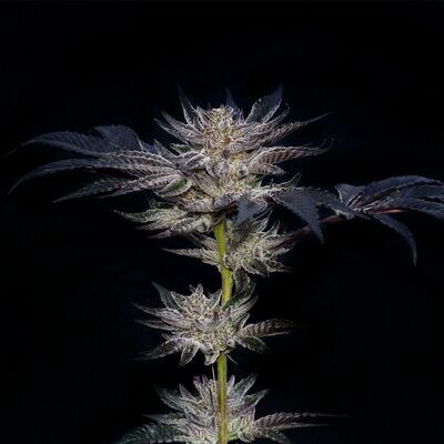 Compound Genetics - Slipstream (fem.) 09126