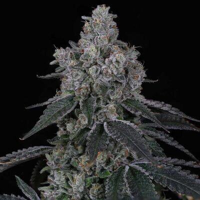 Compound Genetics - Marshmallow OG (fem.) 09122