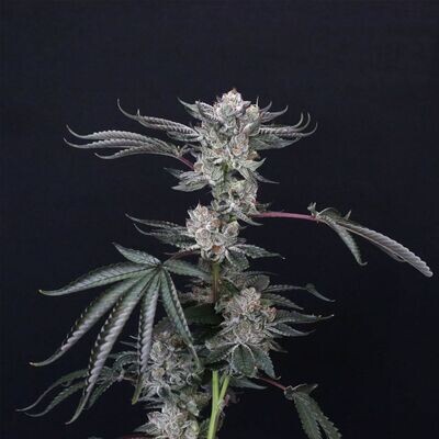 Compound Genetics - Luxar-Dos (fem.) 09125