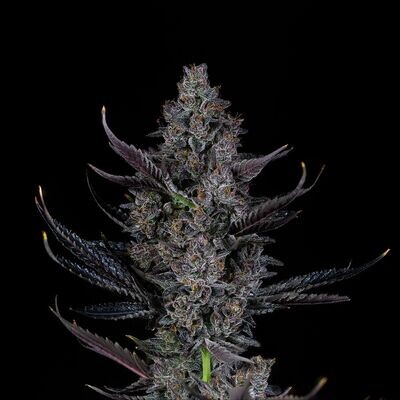 Compound Genetics - Bling Blaow (fem.) 09129