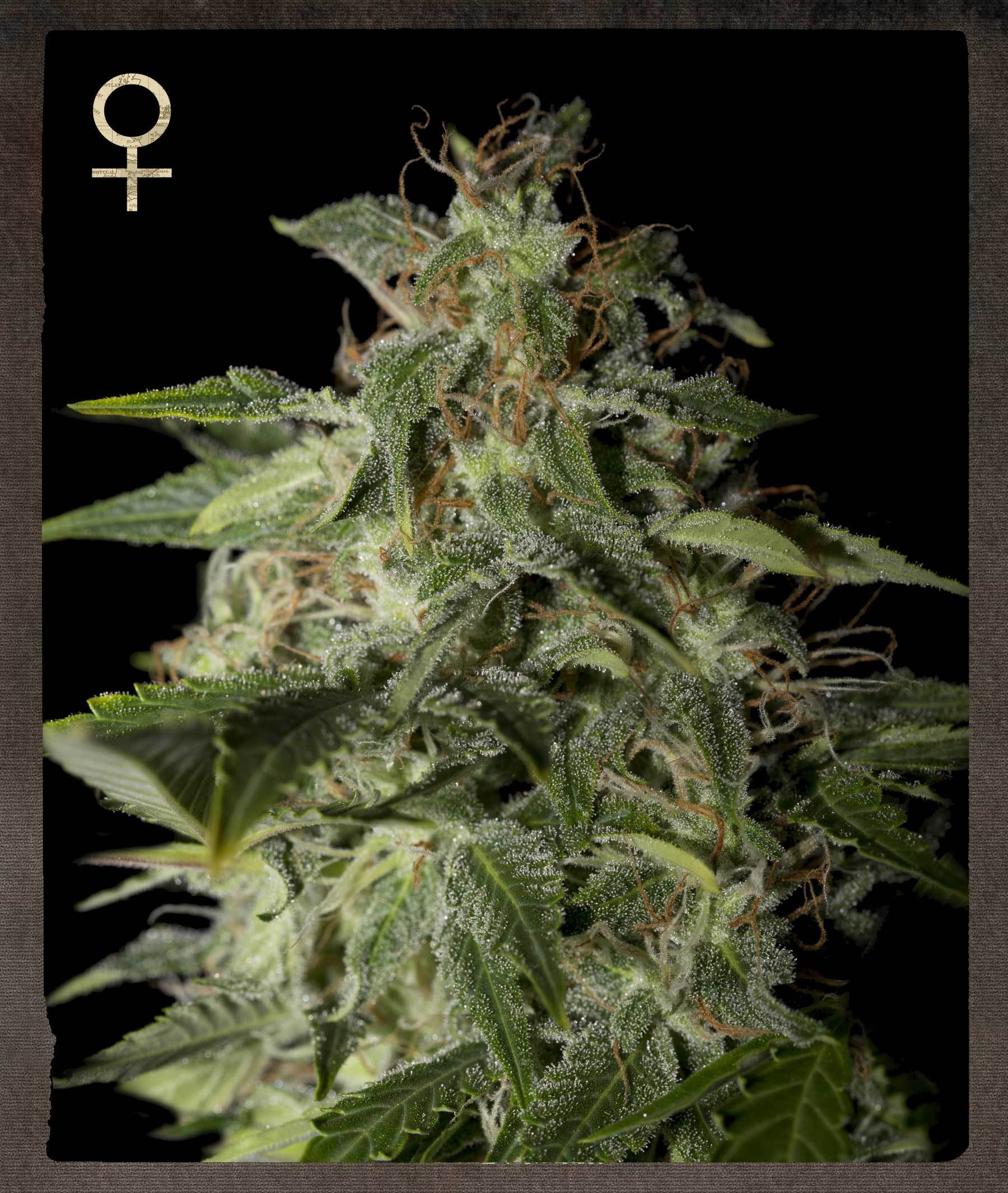 Strain Hunters - Afgooey (fem.)