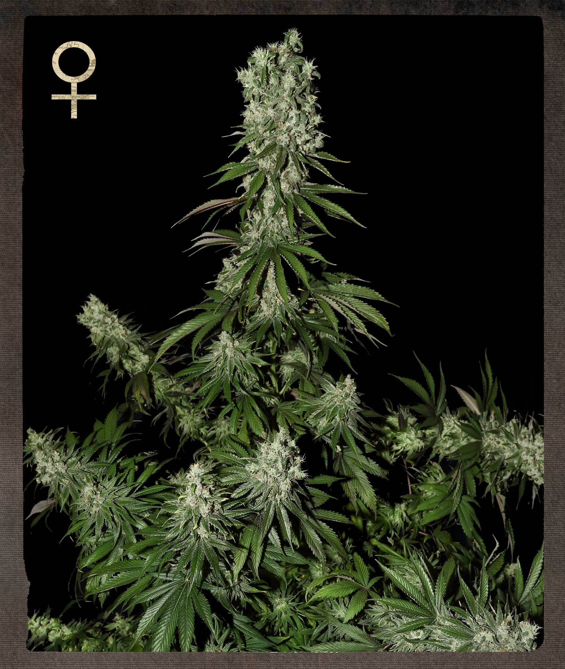 Strain Hunters - White Strawberry Skunk (fem.)