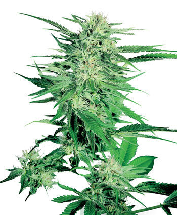 Sensi Seeds - Big Bud (fem.) 🏆