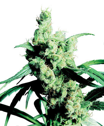 Sensi Seeds - Silver Haze (fem.)