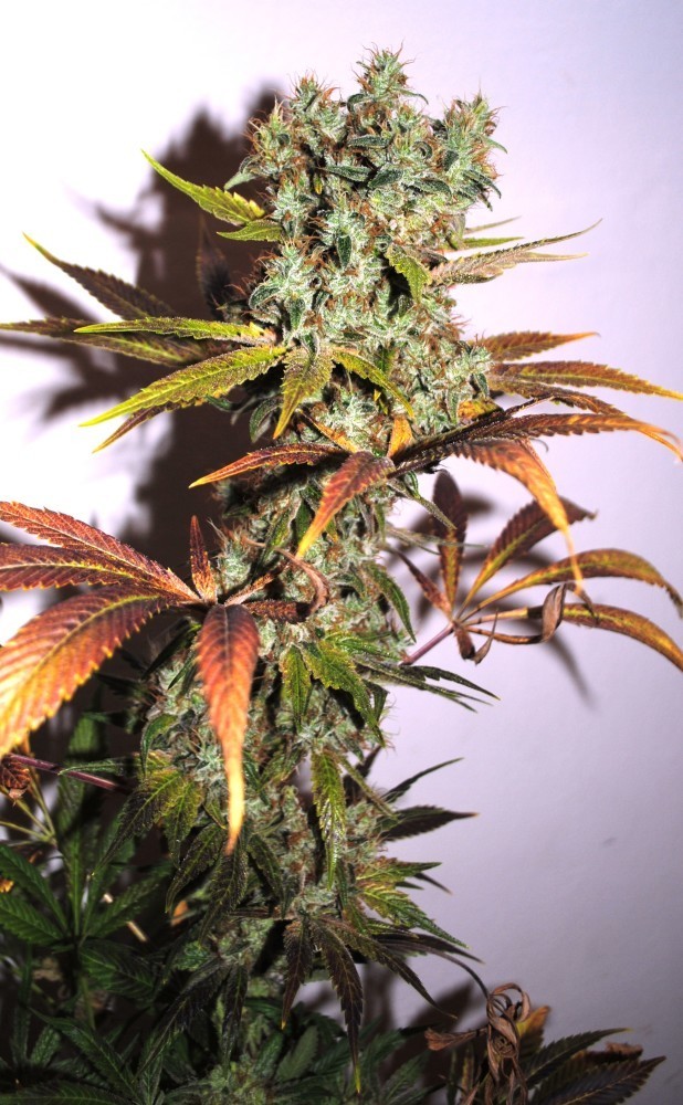 Resin Seeds - Hammer Shark (fem.)