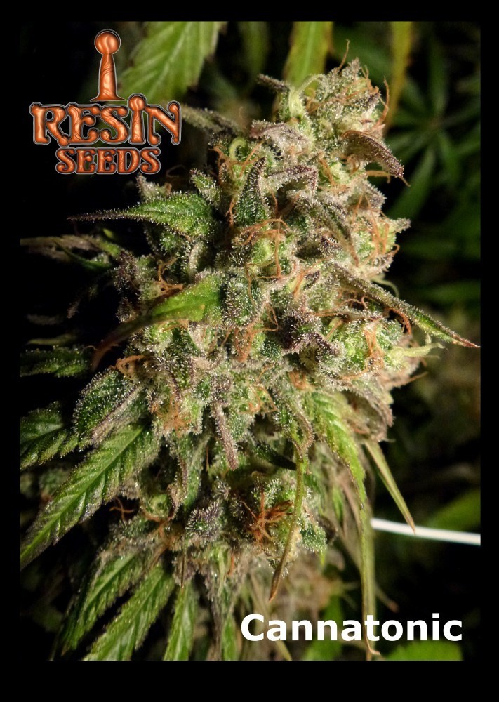 Resin Seeds - Cannatonic (reg.)