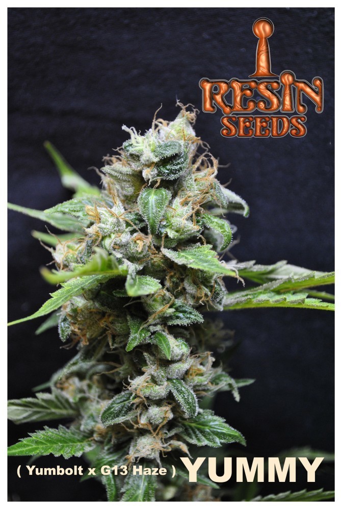 Resin Seeds - Yummy (fem.)