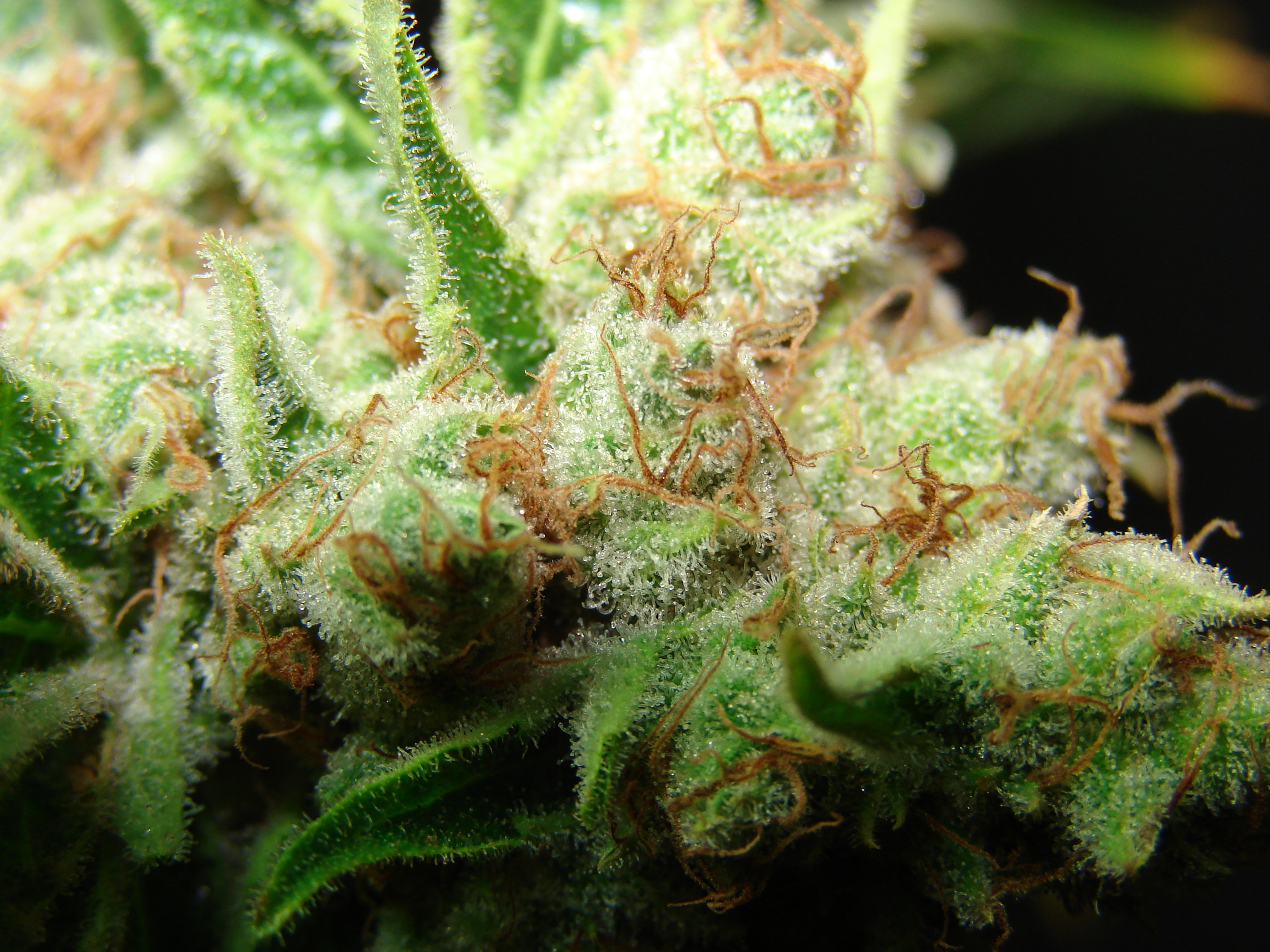 Resin Seeds - LA Ultra (fem.)