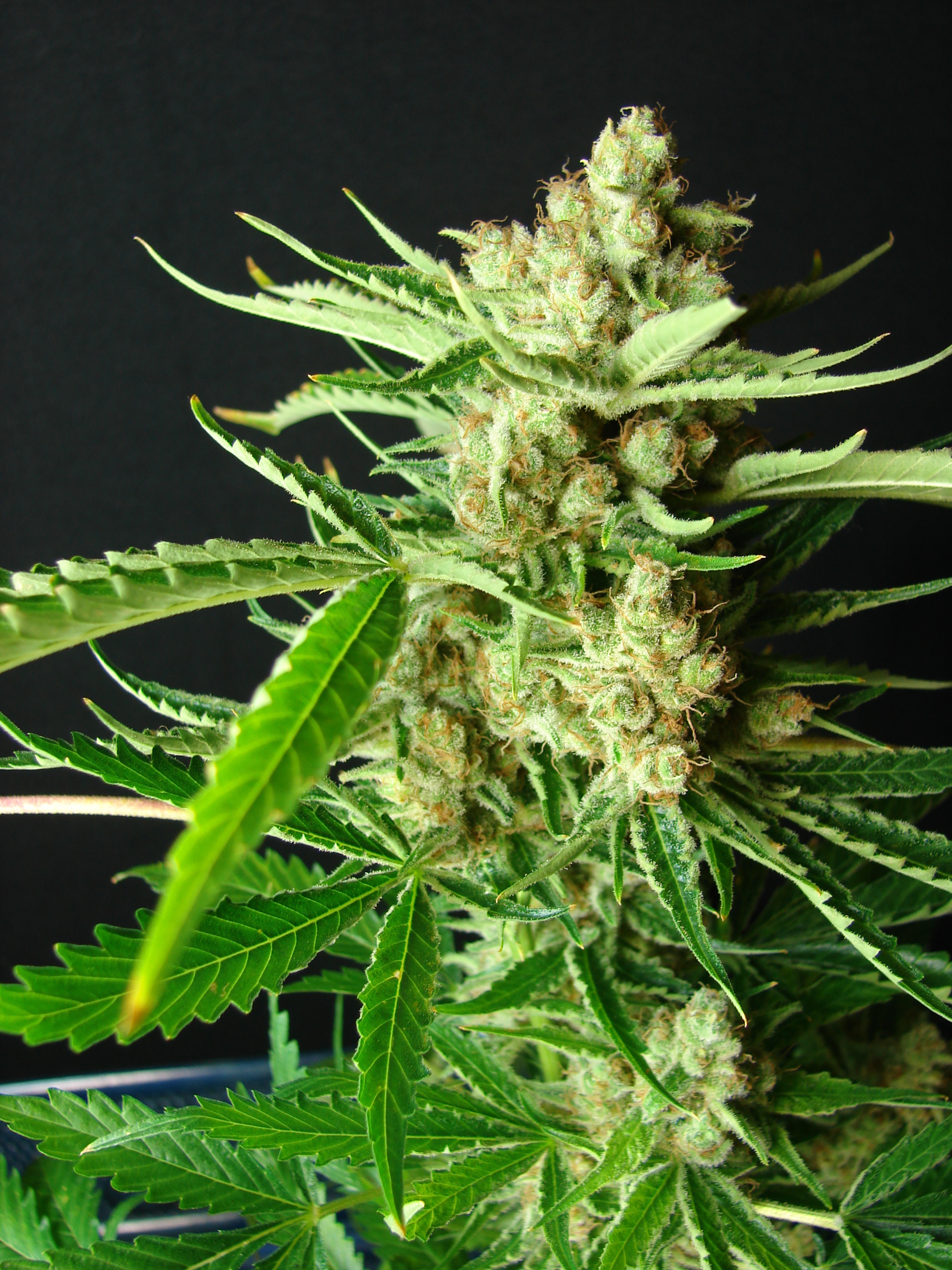 Resin Seeds - LA Ultra (fem.)