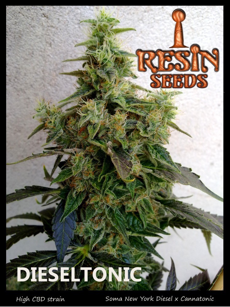 Resin Seeds - Dieseltonic (fem.)