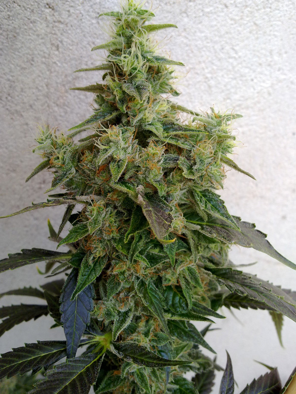 Resin Seeds - Dieseltonic (fem.)