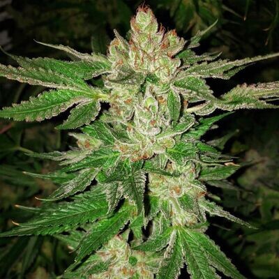Oni Seed Co - Island G (reg.) 09131