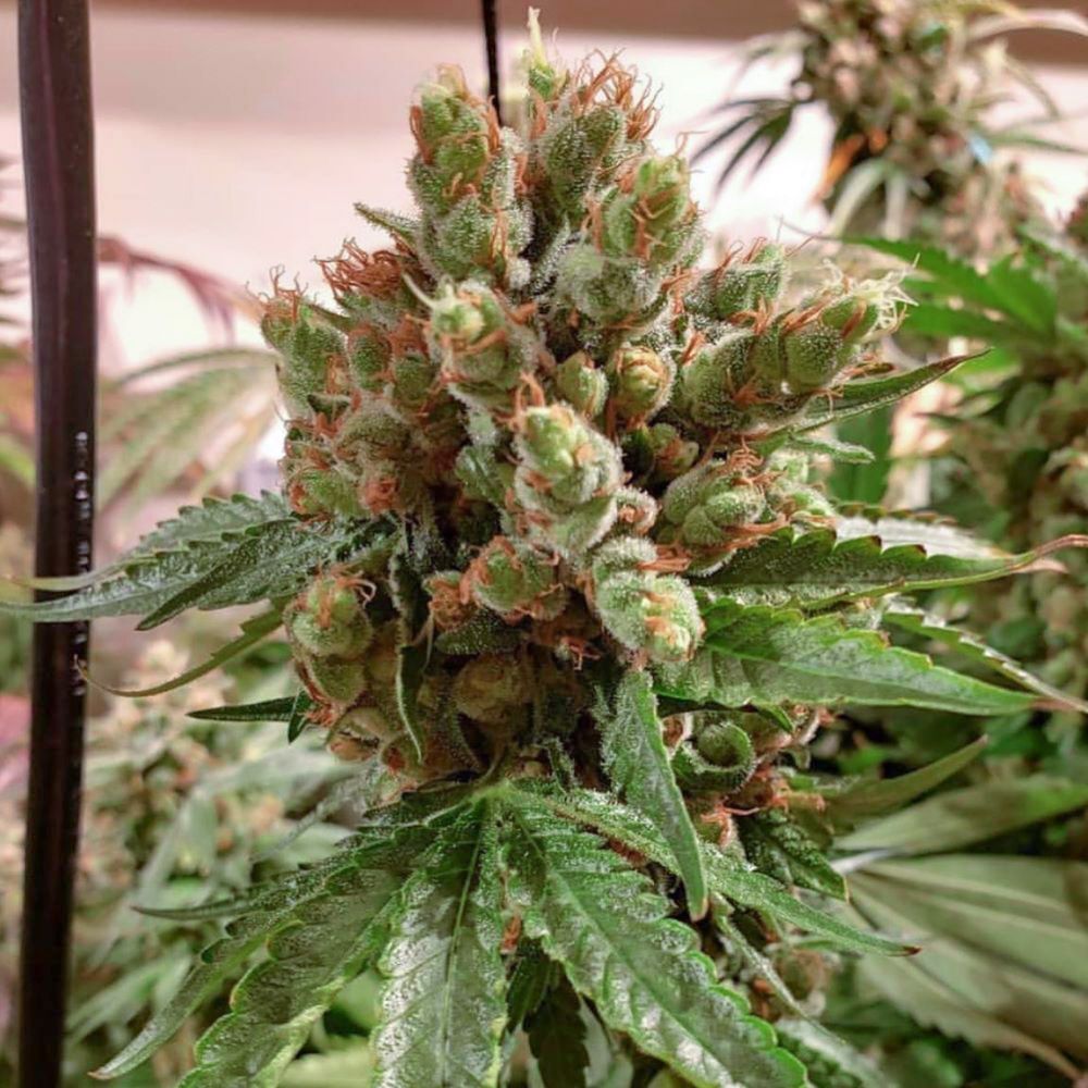 Oni Seed Co - Island G (reg.)